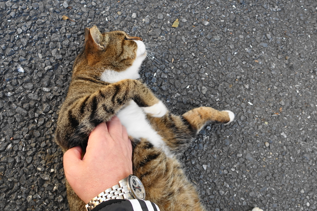 f:id:shigeo-t:20181028102142j:plain