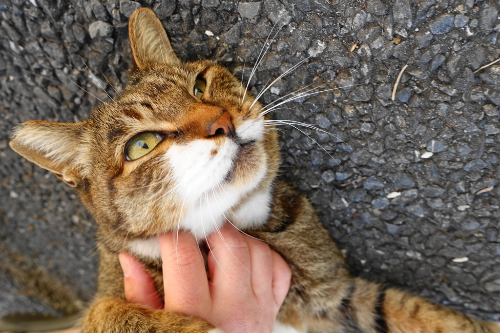 f:id:shigeo-t:20181028102202j:plain