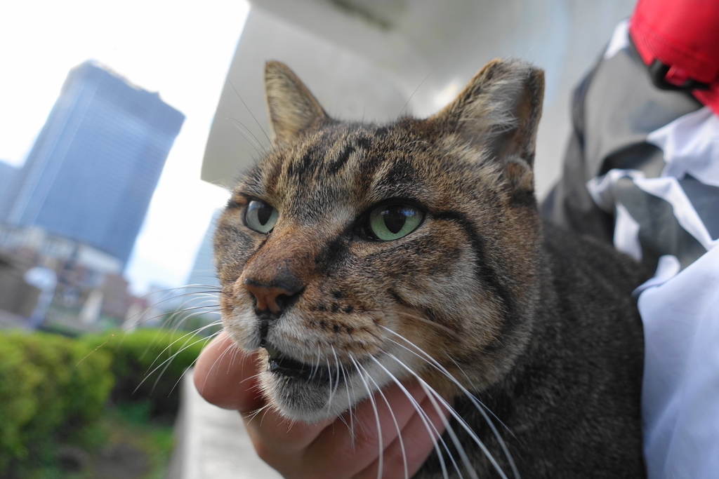 f:id:shigeo-t:20181030092343j:plain