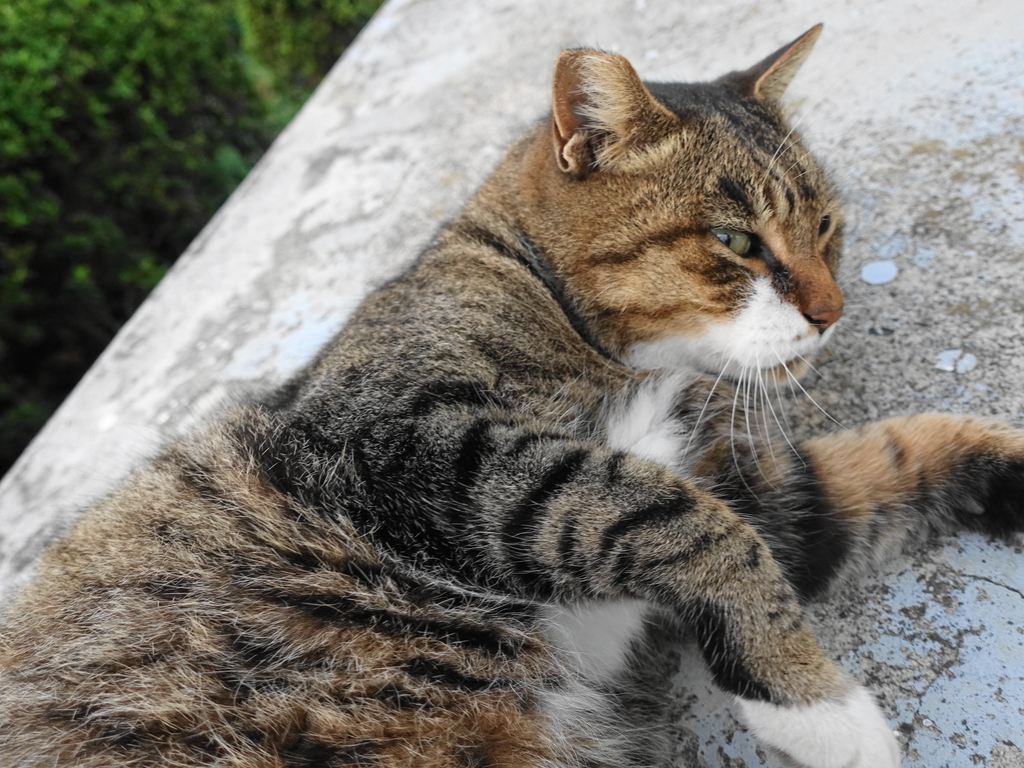 f:id:shigeo-t:20181030092420j:plain
