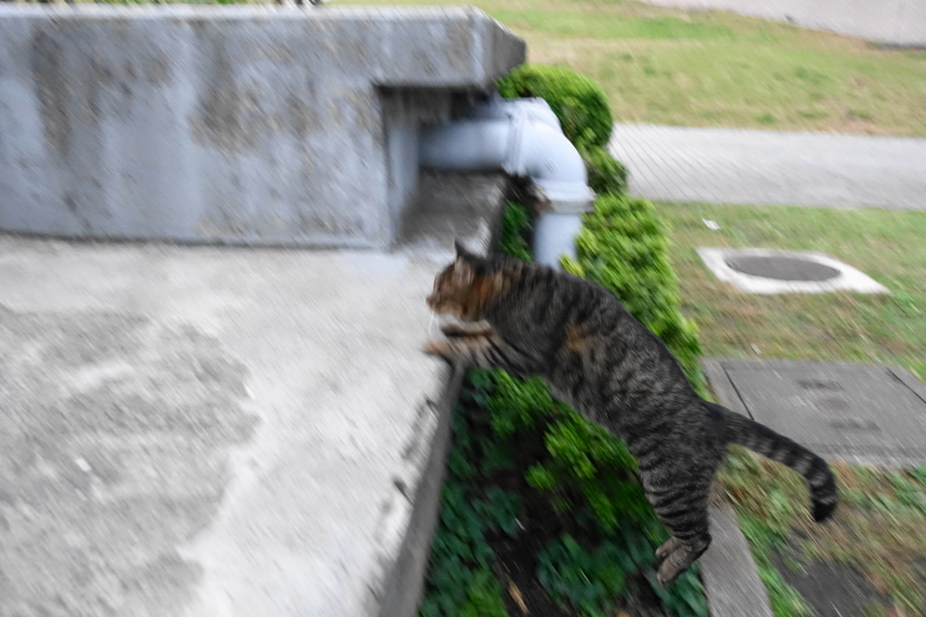 f:id:shigeo-t:20181101104006j:plain f:id:shigeo-t:20181101104006j:plain