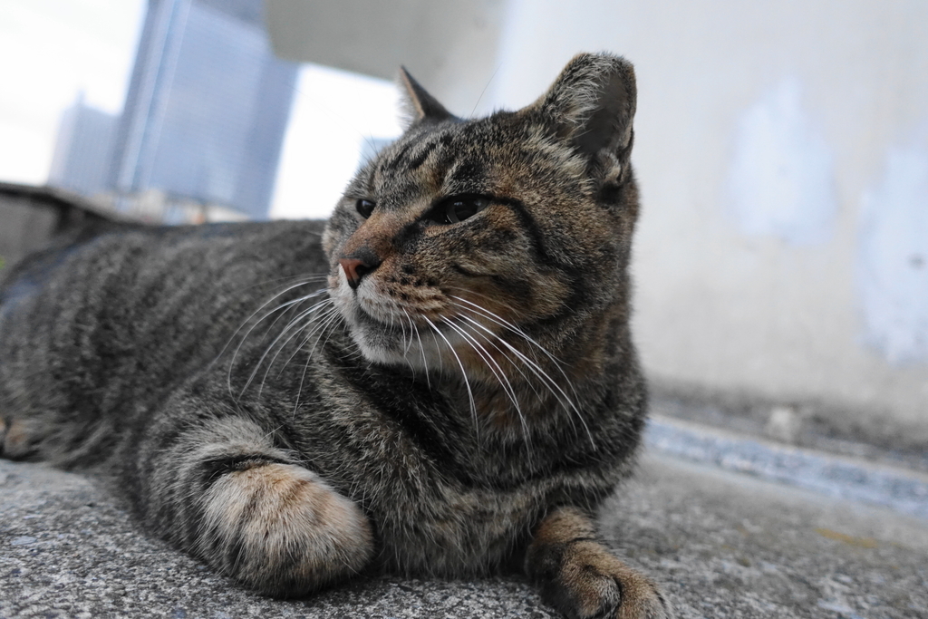 f:id:shigeo-t:20181101104237j:plain f:id:shigeo-t:20181101104237j:plain