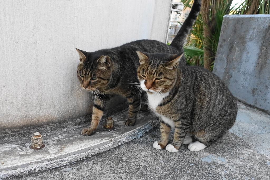 f:id:shigeo-t:20181101111343j:plain f:id:shigeo-t:20181101111343j:plain