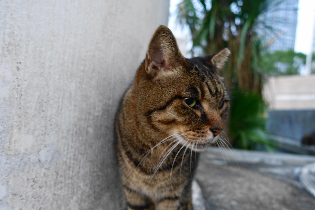 f:id:shigeo-t:20181113101304j:plain