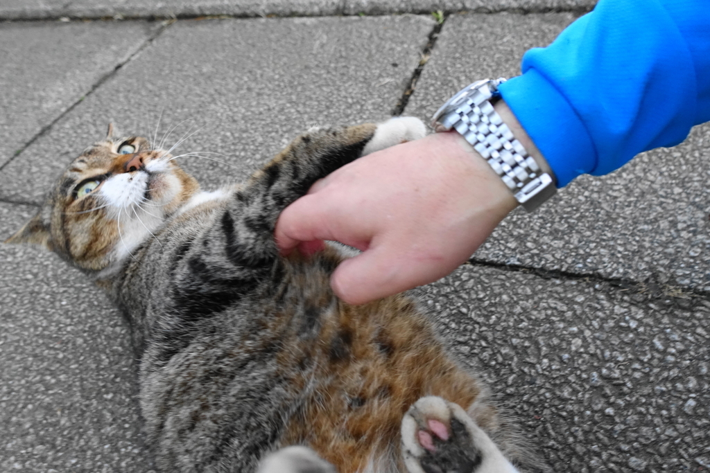 f:id:shigeo-t:20181113101545j:plain