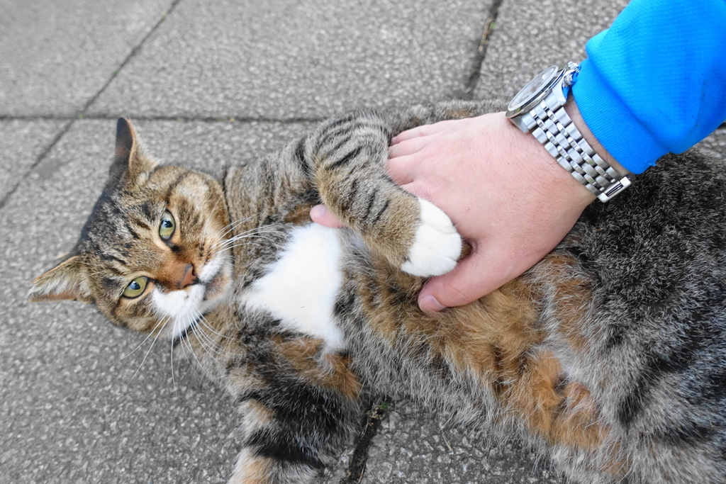 f:id:shigeo-t:20181113101559j:plain