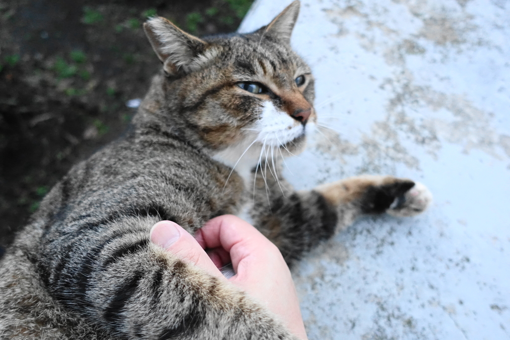 f:id:shigeo-t:20181113102305j:plain