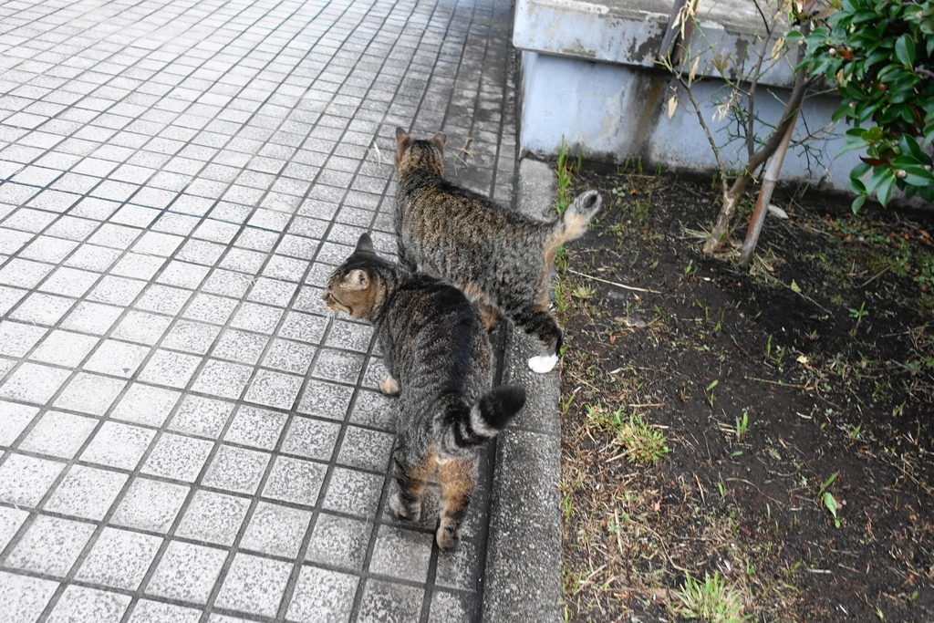 f:id:shigeo-t:20181113103050j:plain