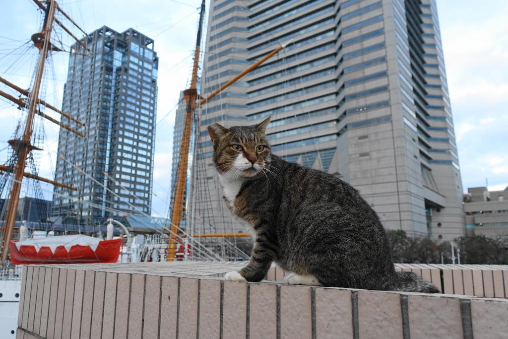 f:id:shigeo-t:20181115155254j:plain