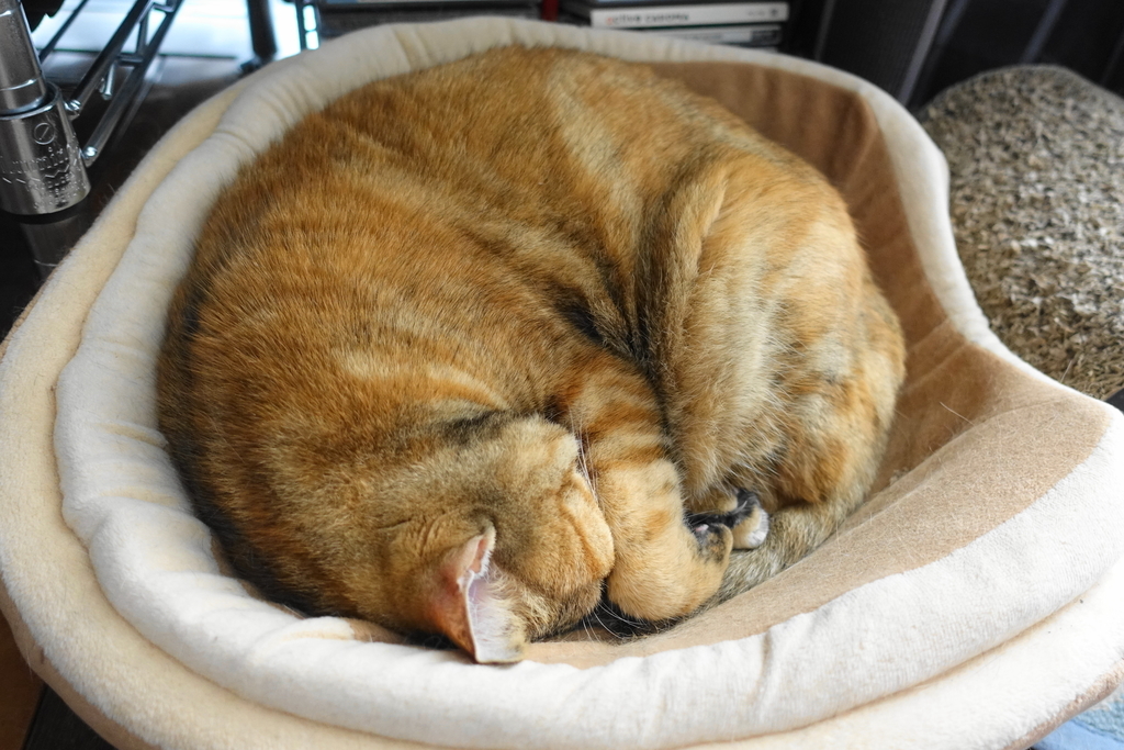 f:id:shigeo-t:20181124095316j:plain