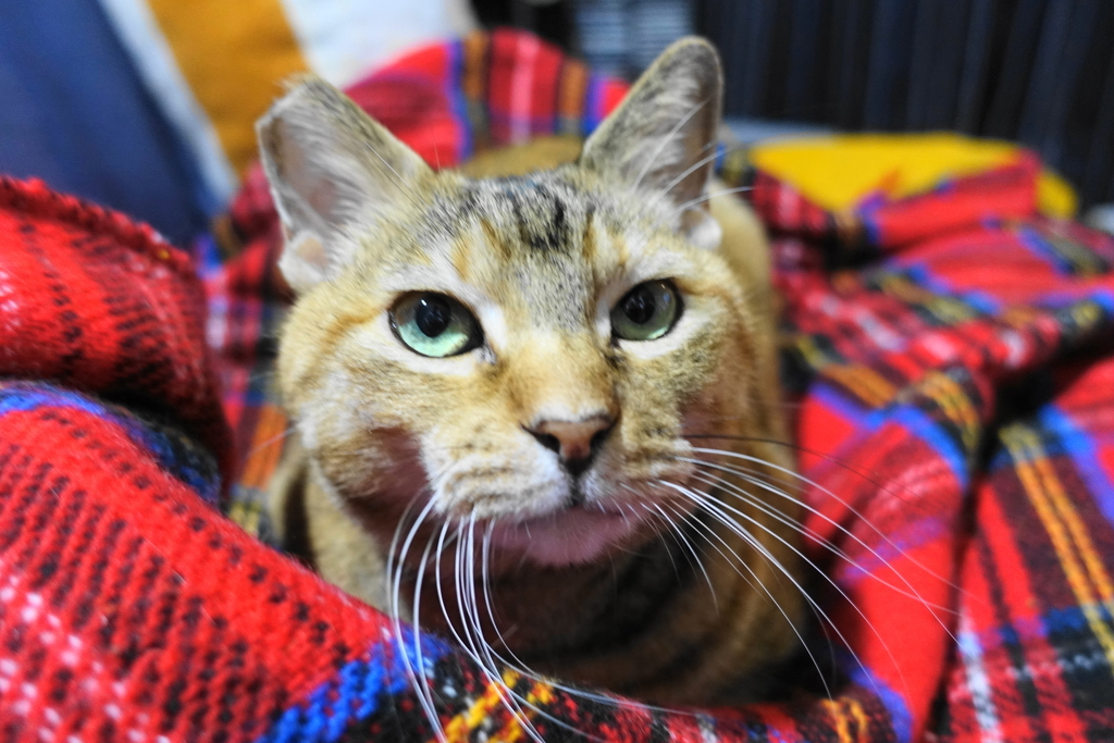 f:id:shigeo-t:20181124100021j:plain