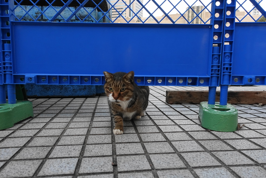 f:id:shigeo-t:20181130100149j:plain f:id:shigeo-t:20181130100149j:plain