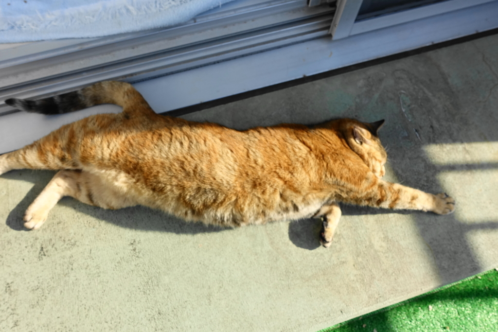 f:id:shigeo-t:20181207100150j:plain f:id:shigeo-t:20181207100150j:plain