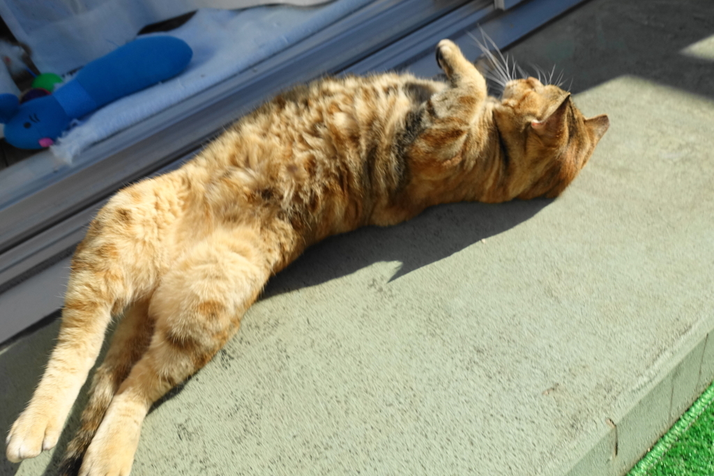 f:id:shigeo-t:20181207100246j:plain f:id:shigeo-t:20181207100246j:plain