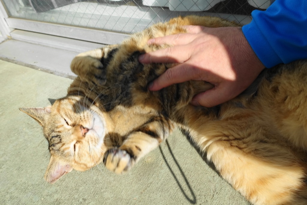 f:id:shigeo-t:20181207100429j:plain f:id:shigeo-t:20181207100429j:plain