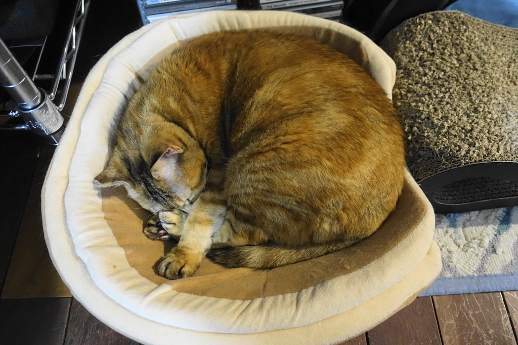 f:id:shigeo-t:20181207100604j:plain f:id:shigeo-t:20181207100604j:plain