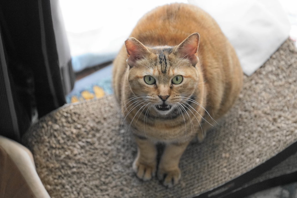 f:id:shigeo-t:20181207100652j:plain f:id:shigeo-t:20181207100652j:plain