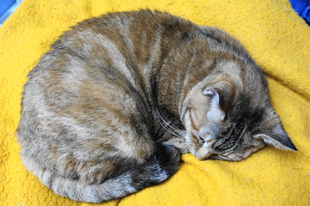 f:id:shigeo-t:20181207100812j:plain f:id:shigeo-t:20181207100812j:plain