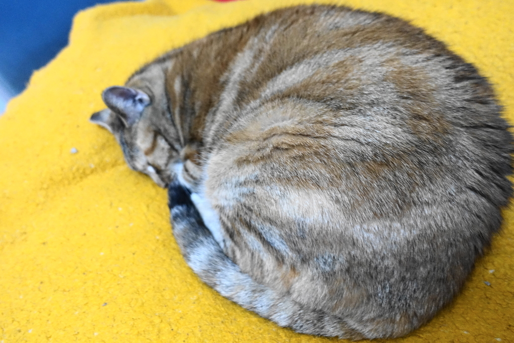 f:id:shigeo-t:20181207100838j:plain f:id:shigeo-t:20181207100838j:plain