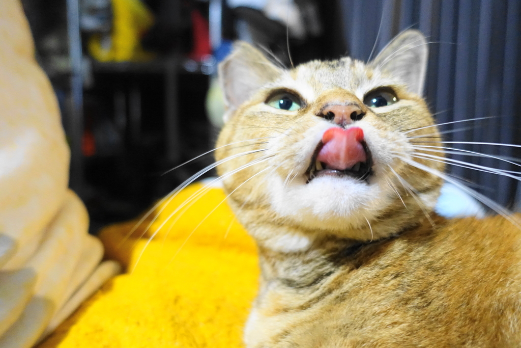 f:id:shigeo-t:20181207100934j:plain f:id:shigeo-t:20181207100934j:plain