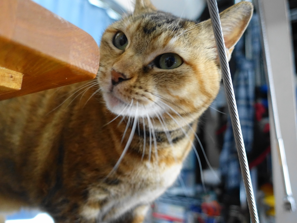 f:id:shigeo-t:20181207101550j:plain f:id:shigeo-t:20181207101550j:plain