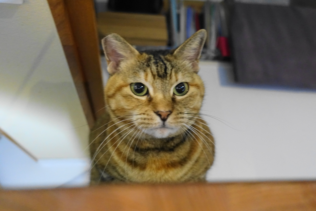 f:id:shigeo-t:20181207101631j:plain f:id:shigeo-t:20181207101631j:plain