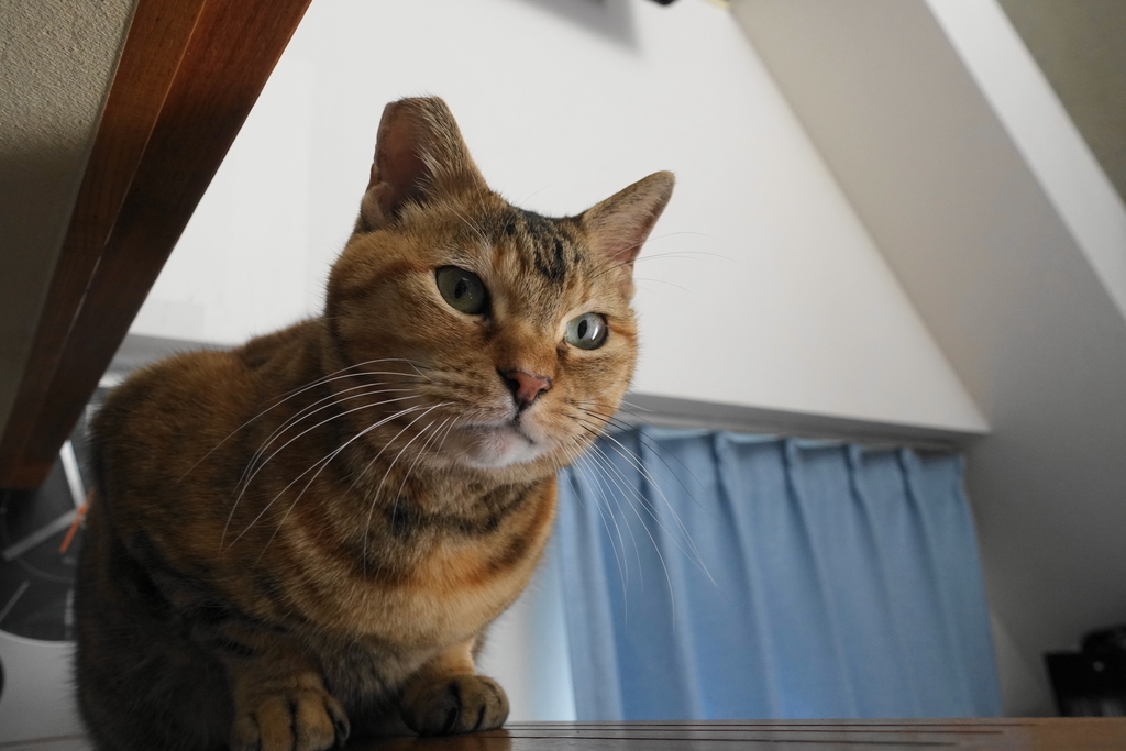 f:id:shigeo-t:20181207101736j:plain f:id:shigeo-t:20181207101736j:plain