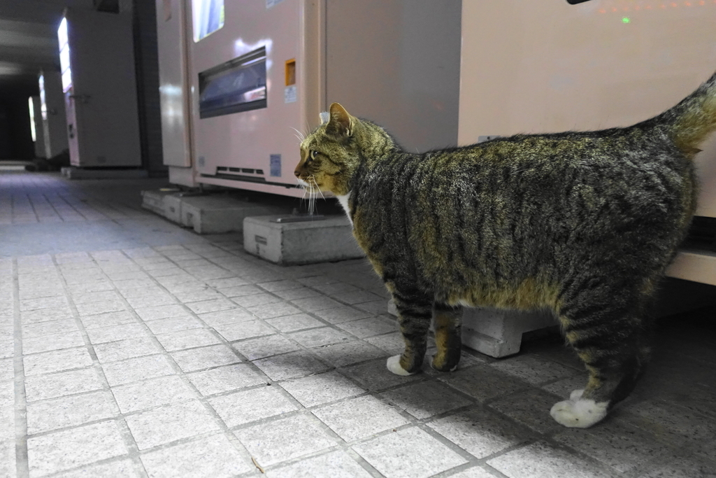 f:id:shigeo-t:20181211100503j:plain f:id:shigeo-t:20181211100503j:plain