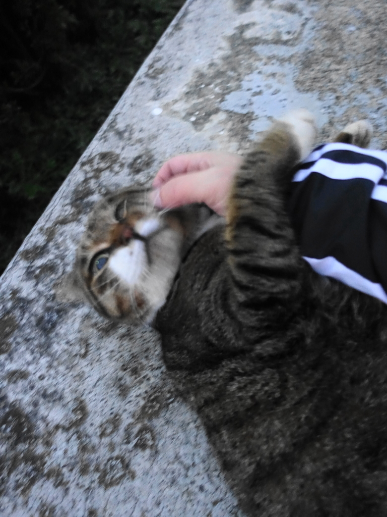 f:id:shigeo-t:20181216114603j:plain f:id:shigeo-t:20181216114603j:plain