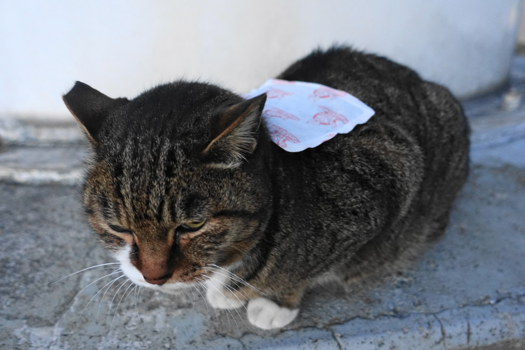 f:id:shigeo-t:20181216115842j:plain f:id:shigeo-t:20181216115842j:plain