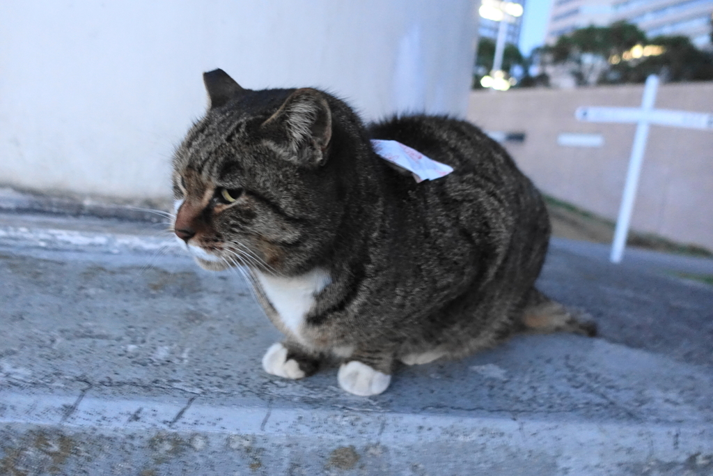 f:id:shigeo-t:20181216120044j:plain f:id:shigeo-t:20181216120044j:plain