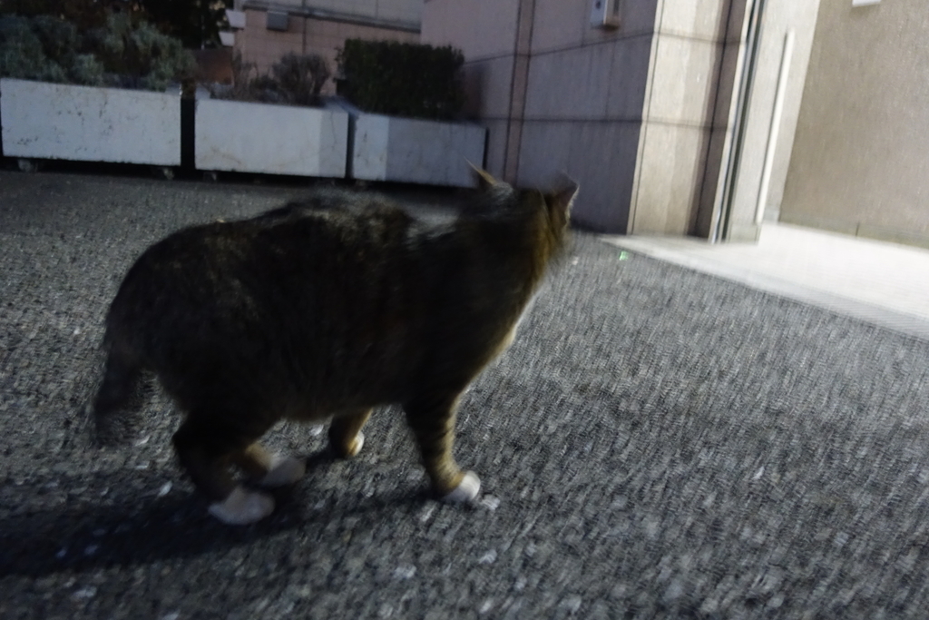 f:id:shigeo-t:20181231111950j:plain