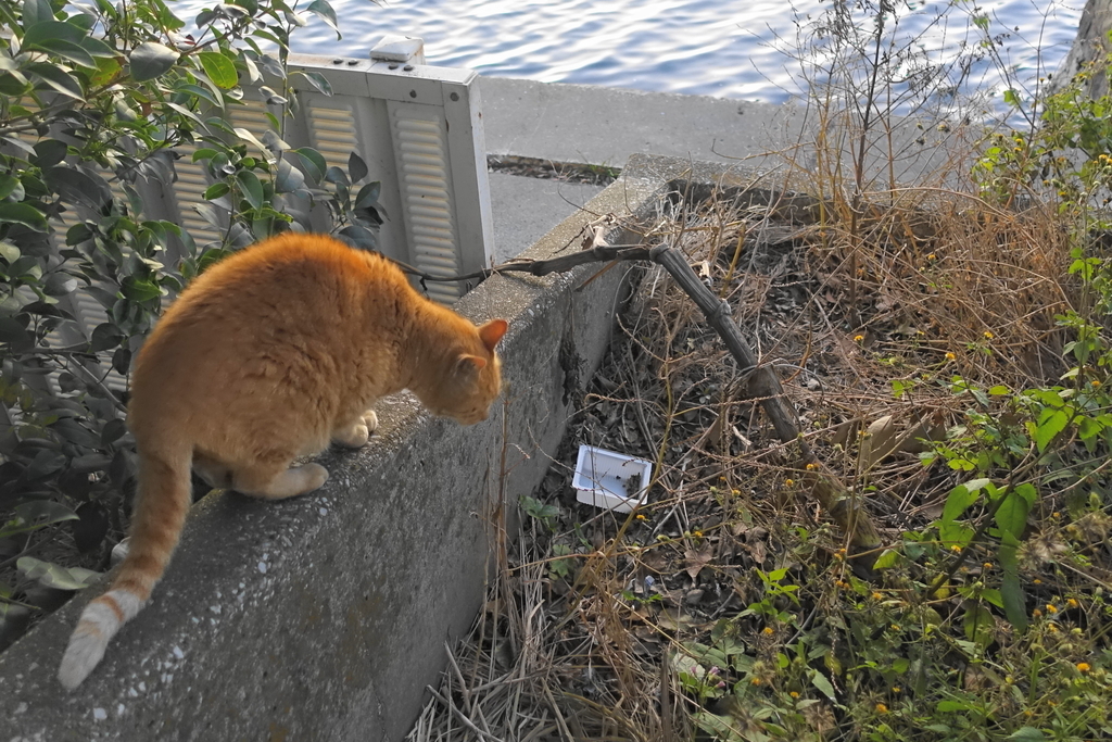 f:id:shigeo-t:20181231114319j:plain