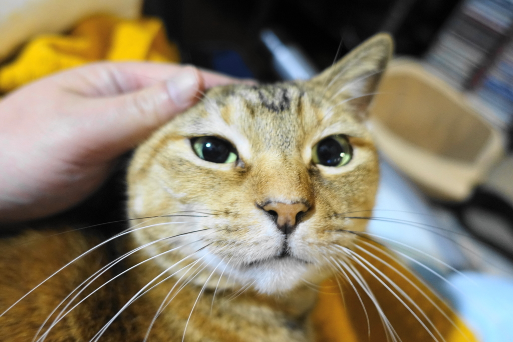 f:id:shigeo-t:20190101101710j:plain f:id:shigeo-t:20190101101710j:plain