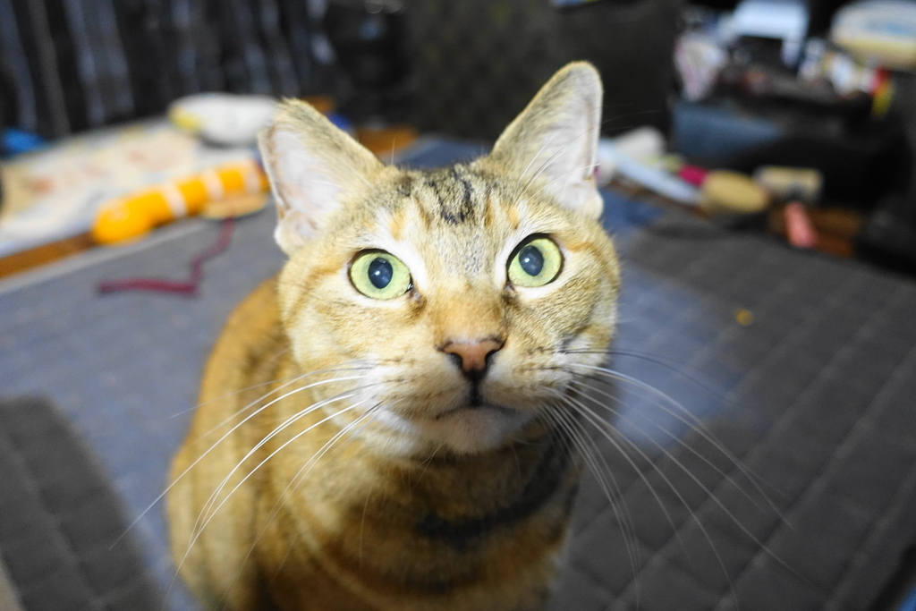 f:id:shigeo-t:20190104101053j:plain