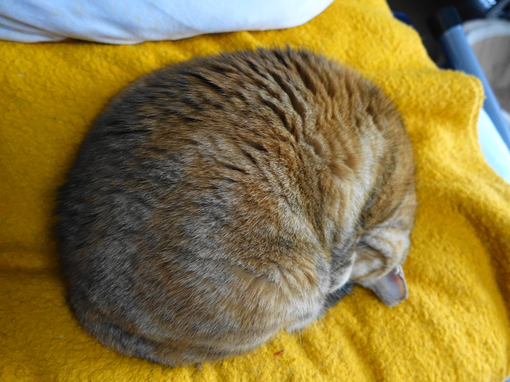 f:id:shigeo-t:20190104113236j:plain