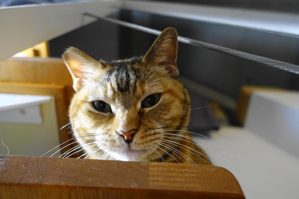 f:id:shigeo-t:20190104113545j:plain