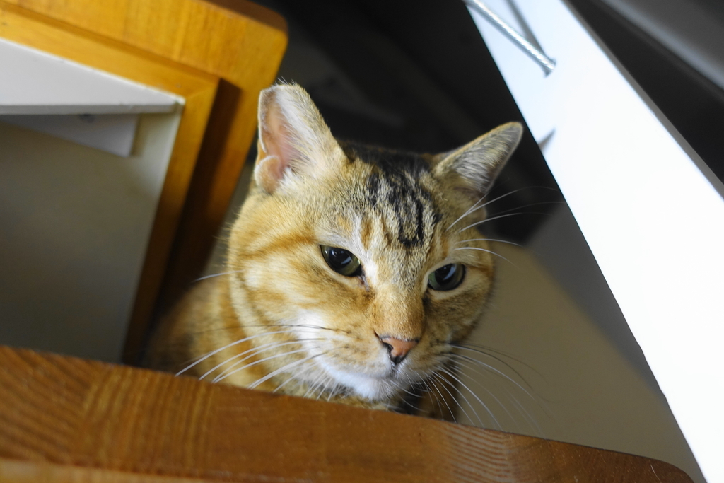 f:id:shigeo-t:20190104113709j:plain