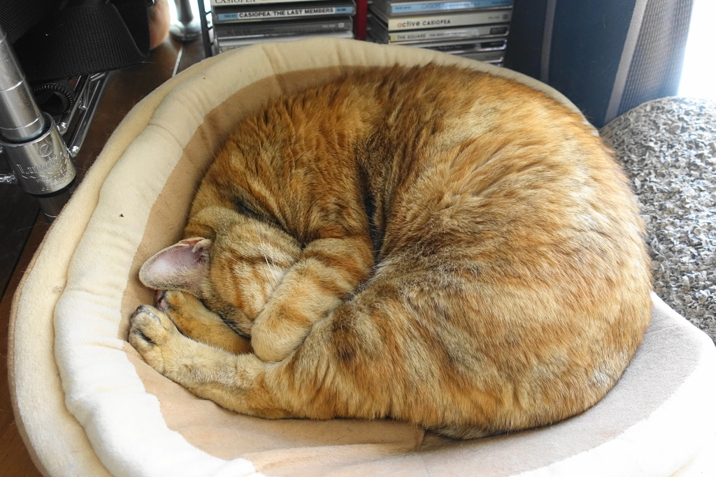 f:id:shigeo-t:20190104113800j:plain