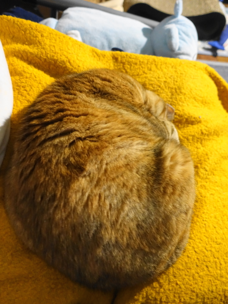 f:id:shigeo-t:20190104113811j:plain