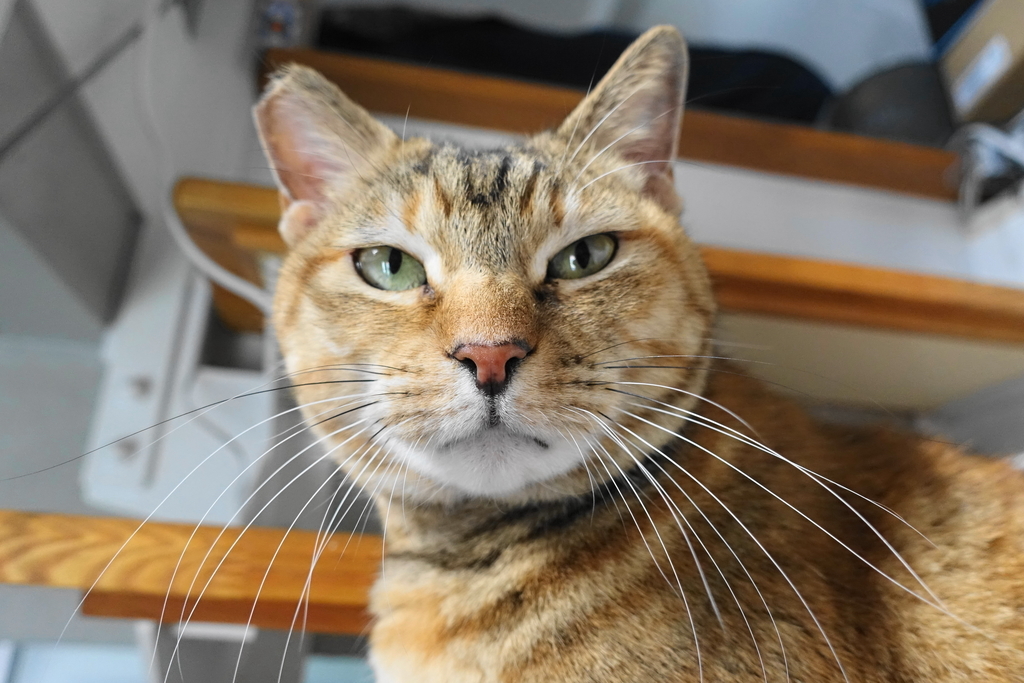 f:id:shigeo-t:20190104114001j:plain