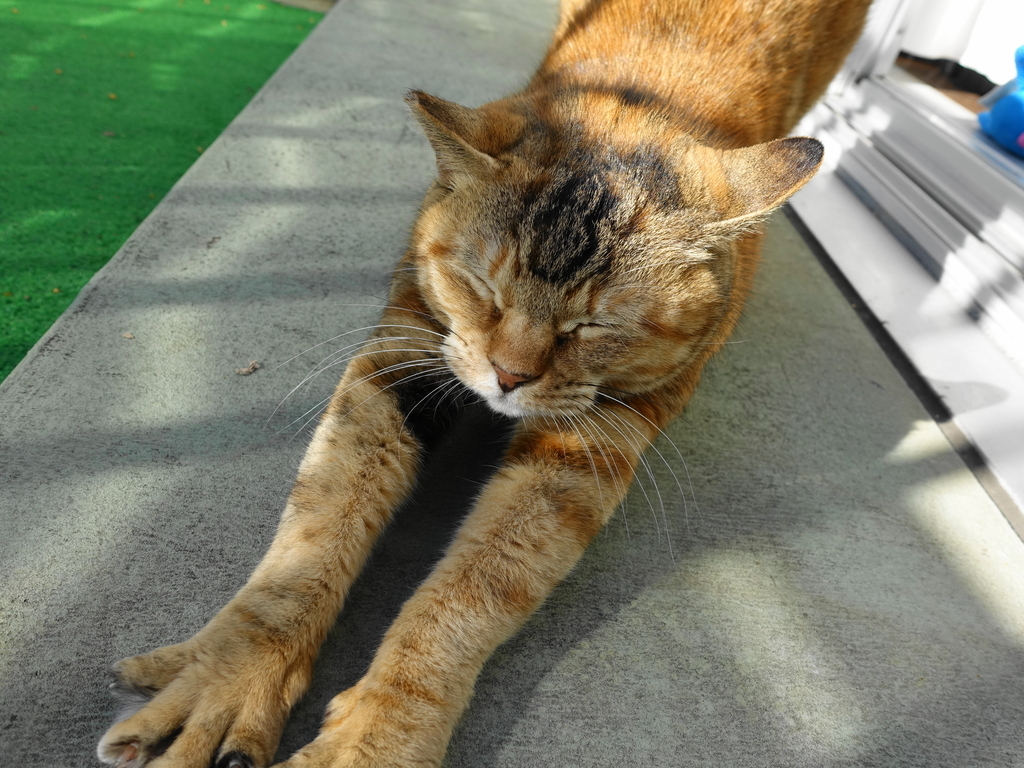 f:id:shigeo-t:20190106102117j:plain f:id:shigeo-t:20190106102117j:plain