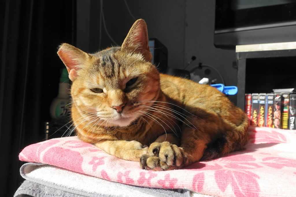 f:id:shigeo-t:20190106102329j:plain f:id:shigeo-t:20190106102329j:plain