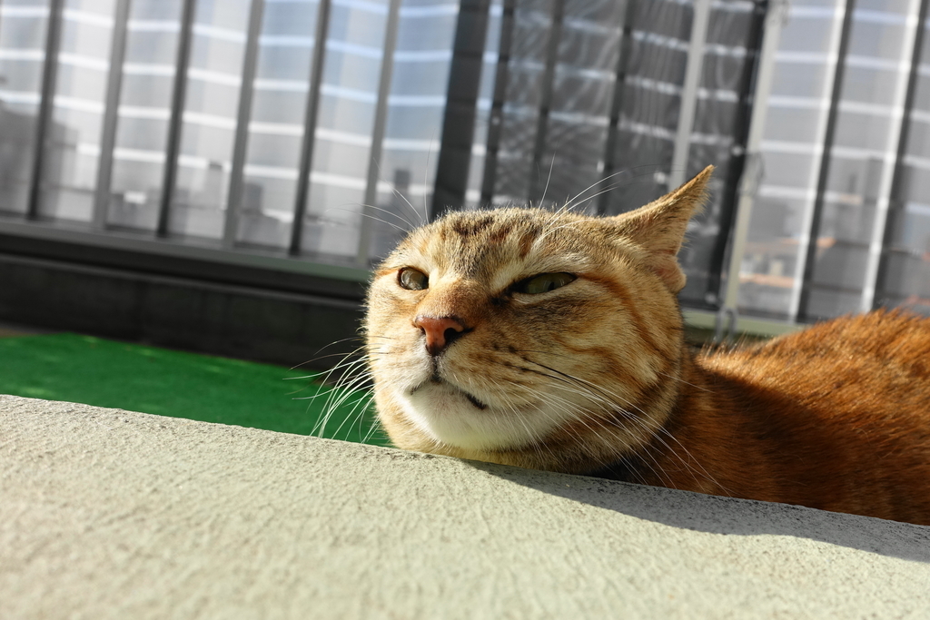 f:id:shigeo-t:20190106103003j:plain