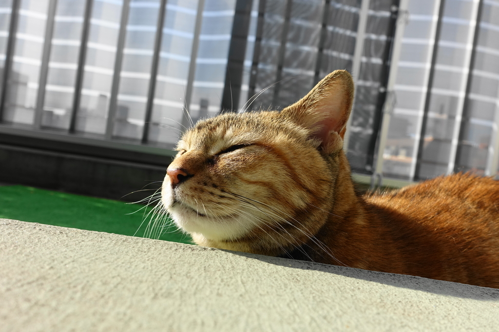 f:id:shigeo-t:20190106103024j:plain f:id:shigeo-t:20190106103024j:plain