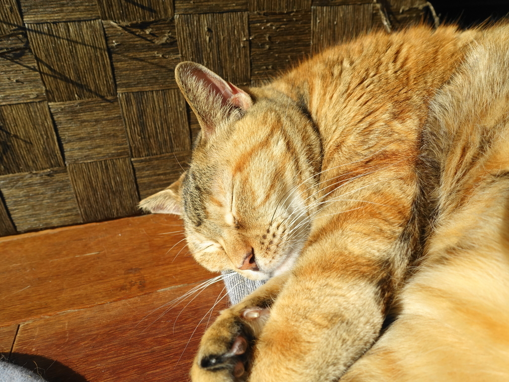 f:id:shigeo-t:20190106103103j:plain f:id:shigeo-t:20190106103103j:plain