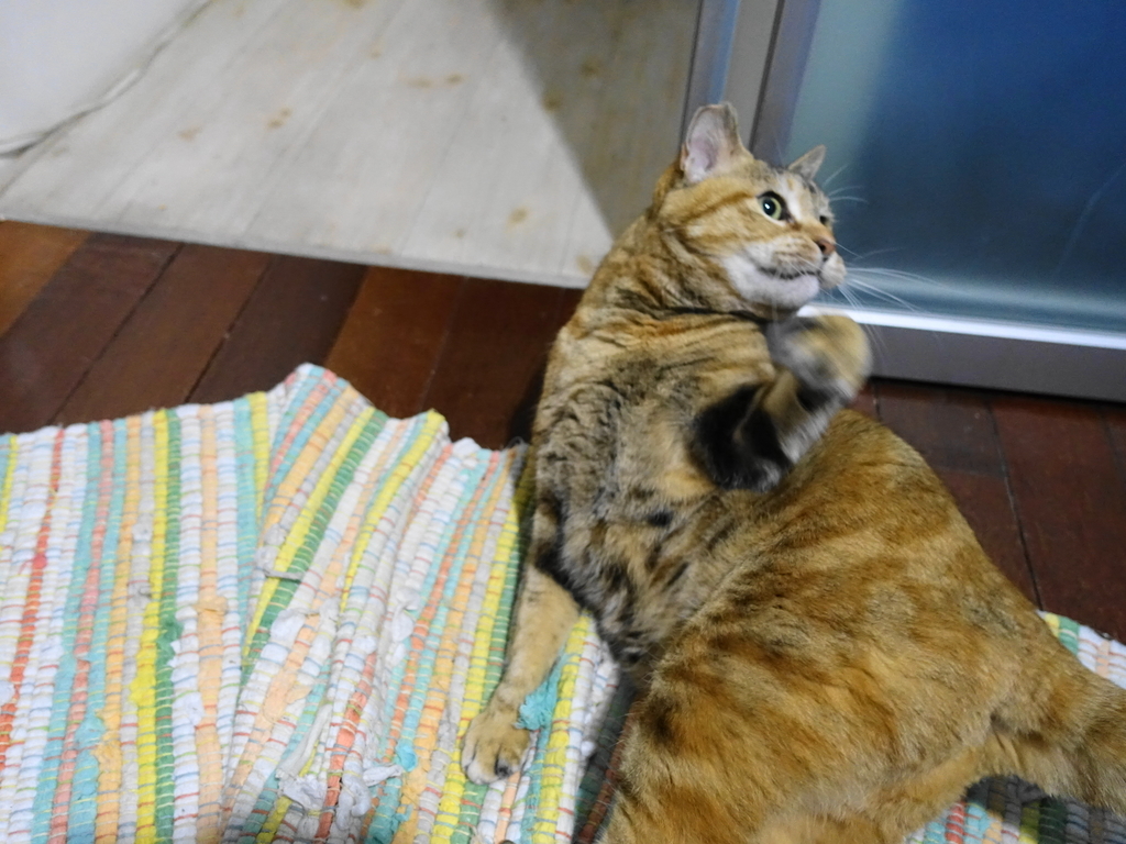 f:id:shigeo-t:20190106103240j:plain f:id:shigeo-t:20190106103240j:plain