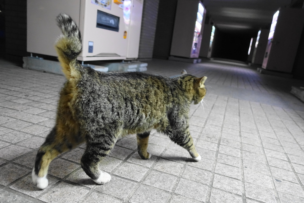 f:id:shigeo-t:20190110114707j:plain
