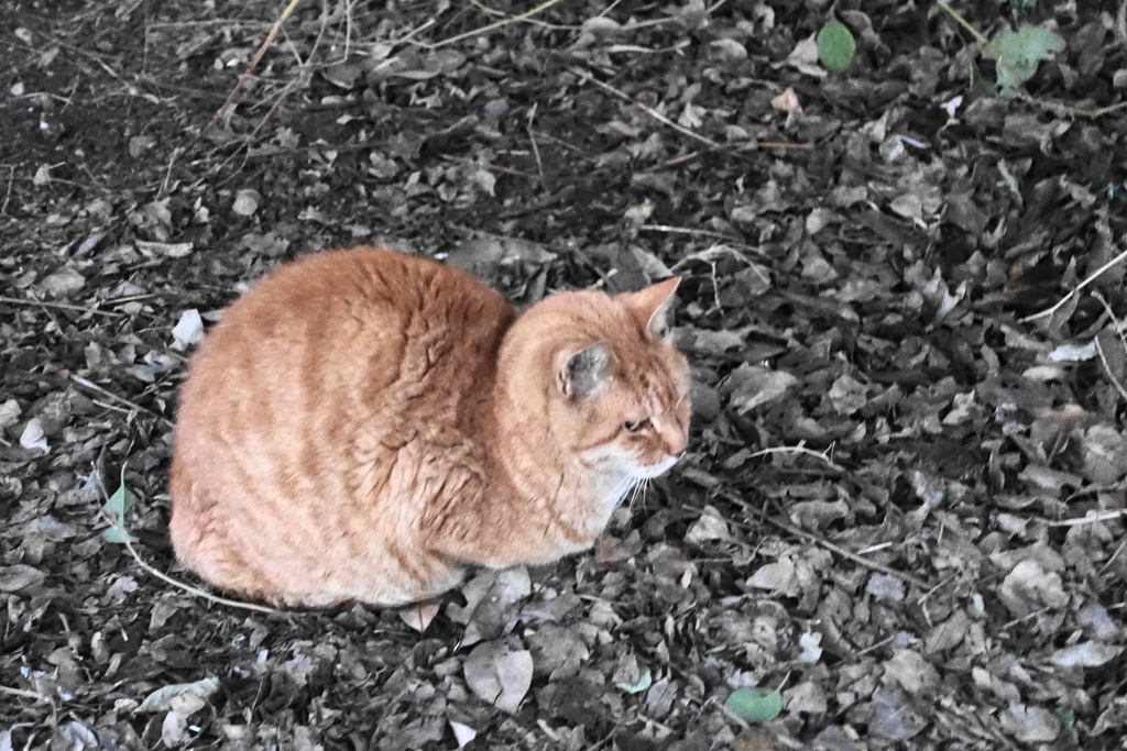 f:id:shigeo-t:20190110115312j:plain