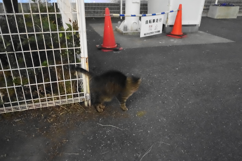 f:id:shigeo-t:20190113102219j:plain